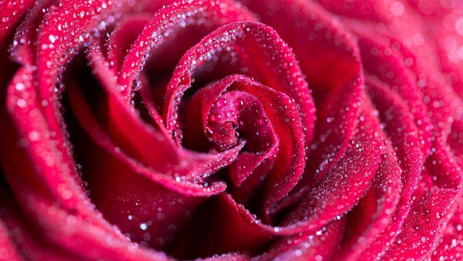 Red Rose with Drops Close Up