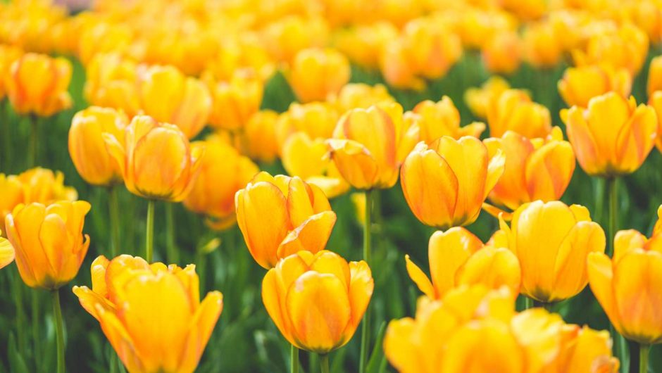 Meadow of Blooming Yellow Tulips