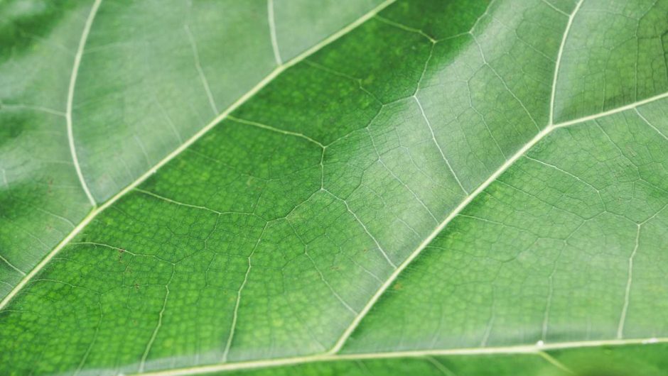 Green Leaf Structure Background Close Up